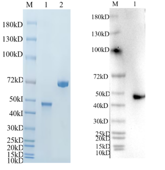 Reducing 4%-20% SDS-PAGE (CBB stained) and WB (Anti-His Mouse Monoclonal antibody) analysis profiles of purified WDR4.
1. WDR4-FL 
2. BSA